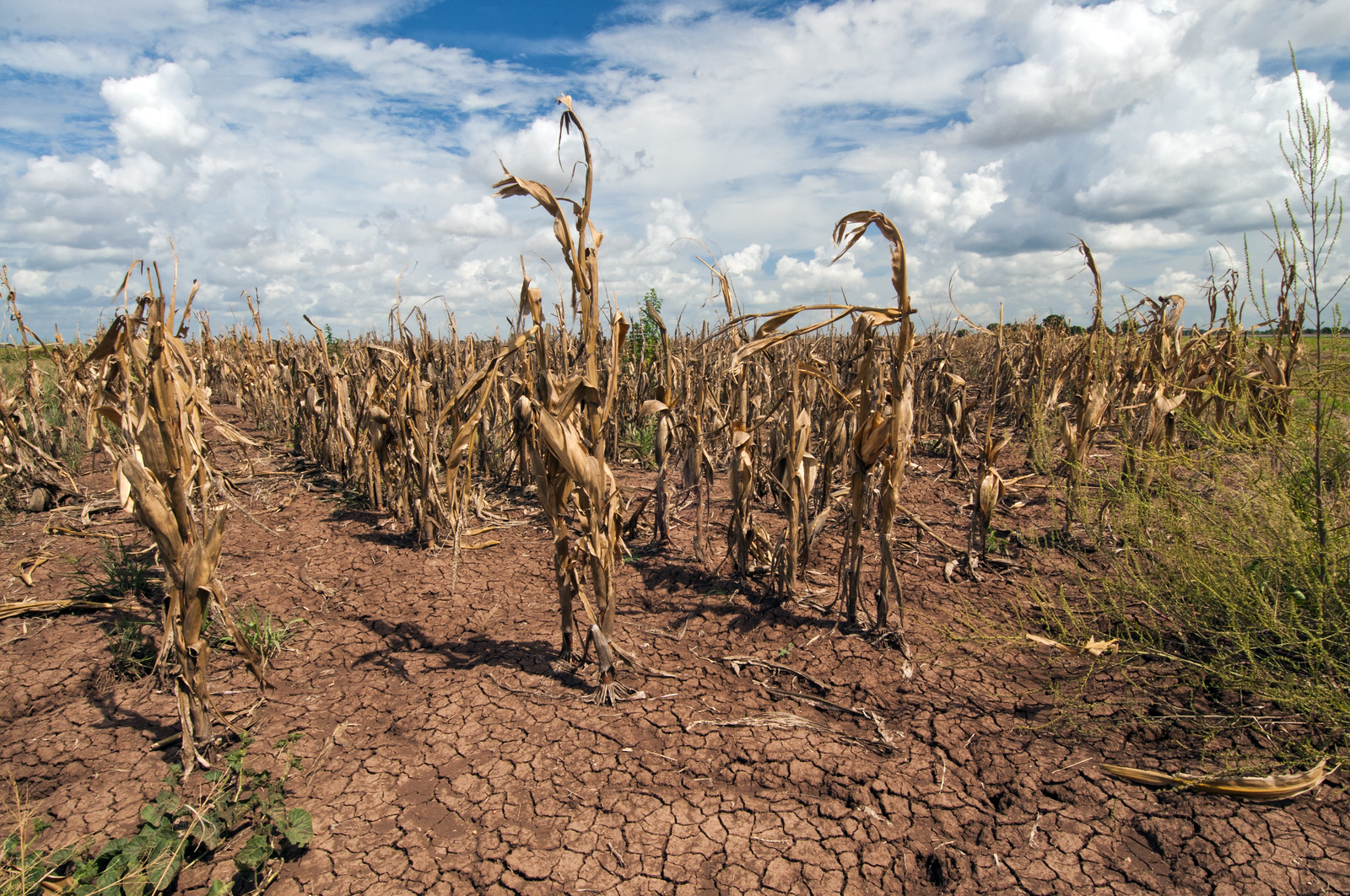 A field of wilted corn and dry soil.