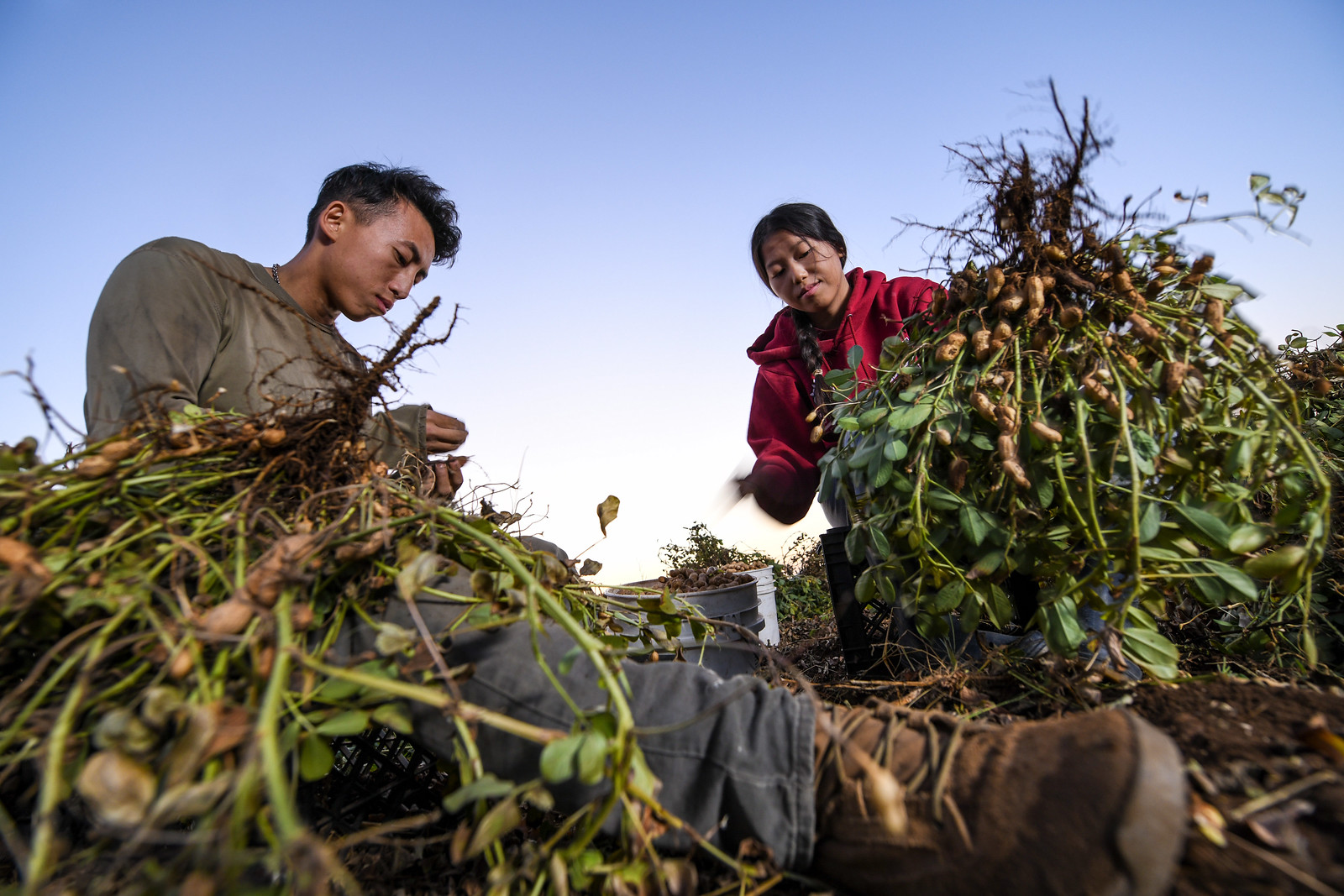 Two farmers harvesting peanuts for their family business.